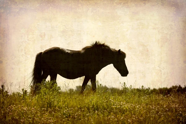 Hinterleuchtetes Pferd — Stockfoto