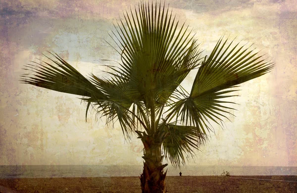 Palmier au bord de la mer — Photo