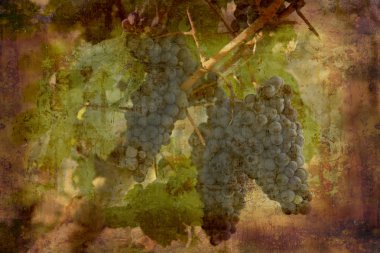 Ripe Nebbiolo grapes clipart