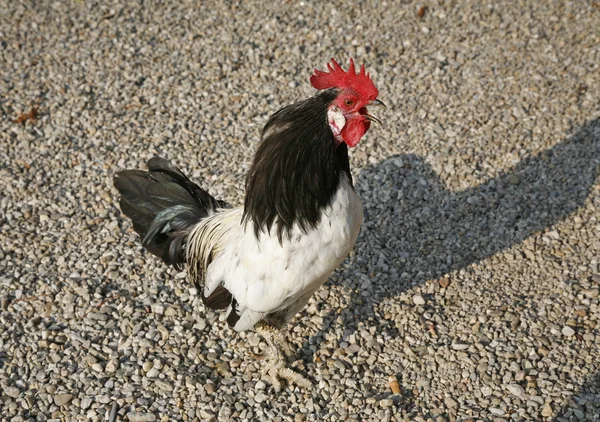 Italian rooster crowing — Stock Photo, Image
