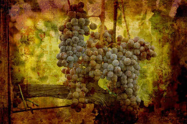 Blue Nebbiolo grapes — Stock Photo, Image