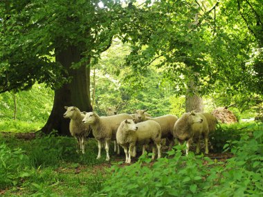 Flock of sheep clipart