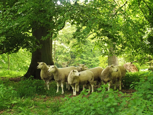 Troupeau de moutons — Photo