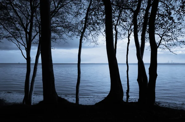 Árvores junto ao mar — Fotografia de Stock