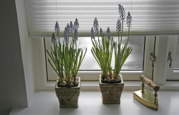 Springtime indoor — Stock Photo, Image