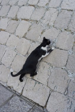 kedi tırmanma Dubrovnik