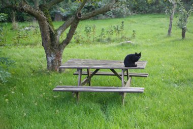 Black cat in garden clipart