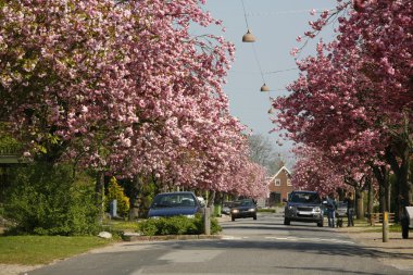 Prunus yedoensis