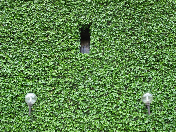 Fachada verde — Fotografia de Stock