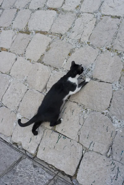 Cat climbing Dubrovnik — Stock Photo, Image