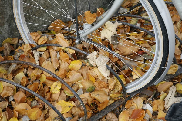 Vélo d'automne — Photo