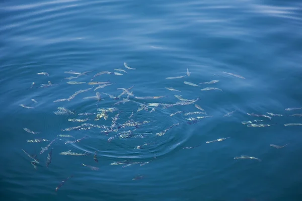 stock image Shoal of small fish