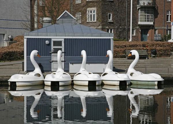 stock image Swans