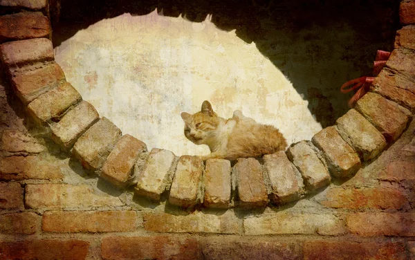 瞌睡的猫皮埃蒙特 — 图库照片
