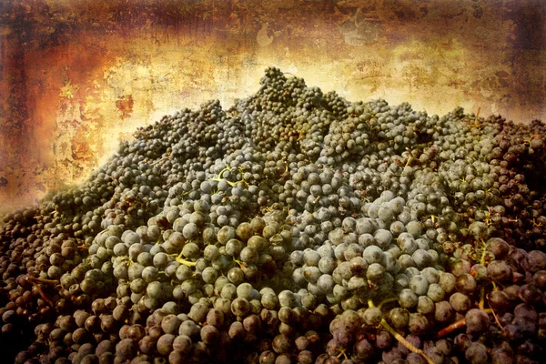 Nebbiolo grapes Piedmont — Stock Photo, Image