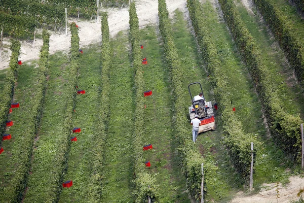 stock image Vineyard - Piedmont