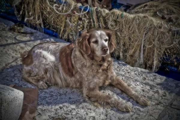 Сонний собака куточка на човні - Градо, Італія. Розмитий фокус. — стокове фото