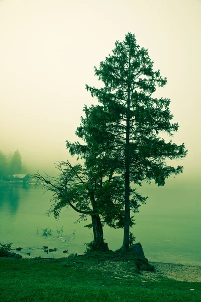 Прекрасное туманное утро — стоковое фото