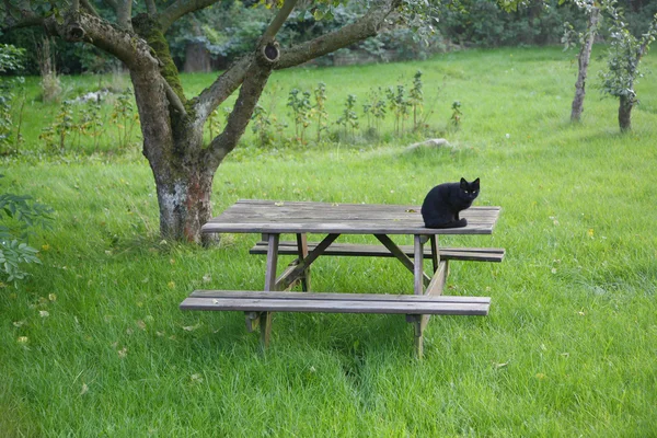 Μαύρη γάτα στον κήπο — Φωτογραφία Αρχείου