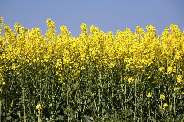 stock image Oilseed rape