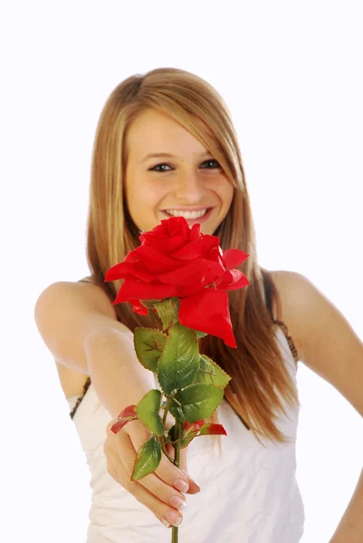 A red rose for you all — Stock Photo, Image