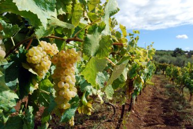 Grape harvest in vineyard clipart