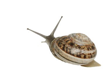 Snail number 2 clipart