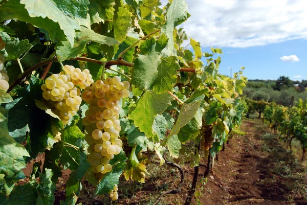 Druivenoogst in wijngaard — Stockfoto