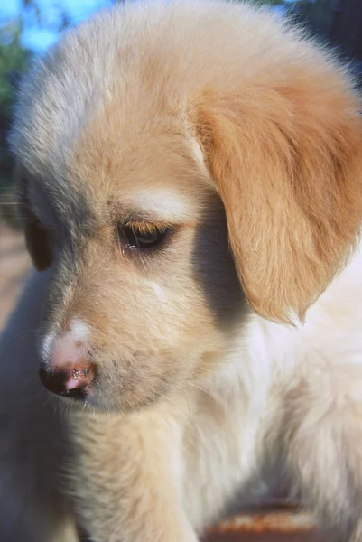 004 ラブラドルの子犬 — ストック写真