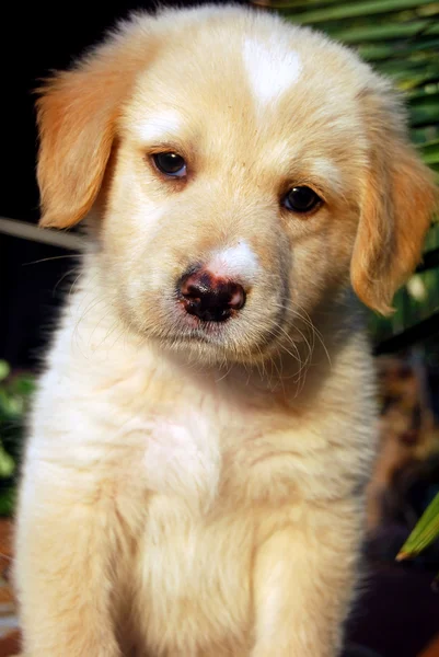 Filhote de cachorro de Labrador 005 — Fotografia de Stock