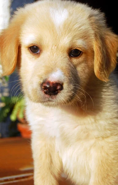 Cachorro de Labrador 007 —  Fotos de Stock