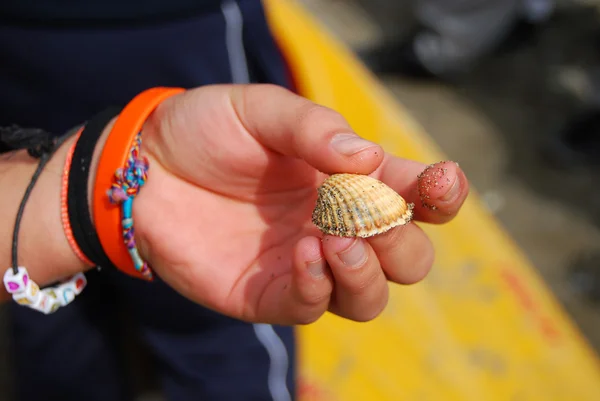 Shell in the hand of a girl — Stock Photo, Image