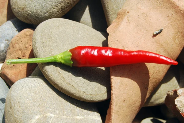 Zblízka chilli — Stock fotografie
