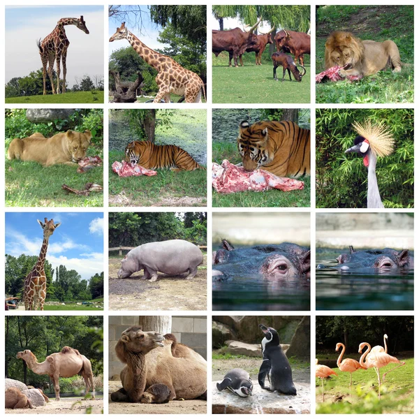 stock image Collection of animals