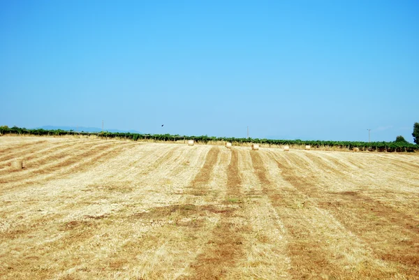 Fält och grödor i velletri — Stockfoto