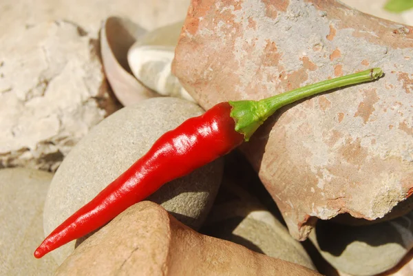 Świeże chili — Zdjęcie stockowe