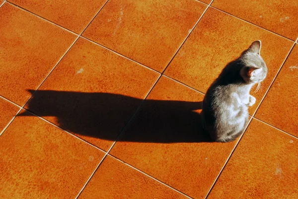 Kotek o zachodzie słońca — Zdjęcie stockowe