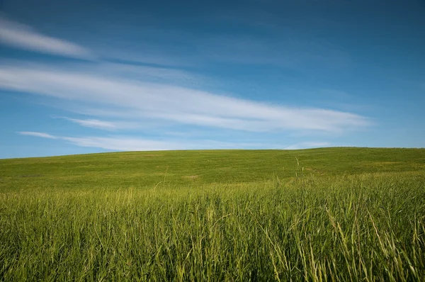 Деревенский пейзаж с зеленым полем и голубым небом — стоковое фото