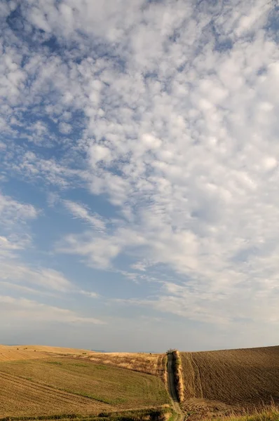 Деревенский пейзаж с зеленым полем и голубым небом — стоковое фото