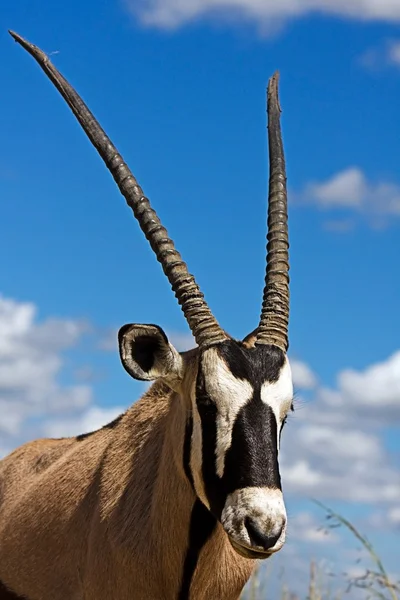 Gemsbok