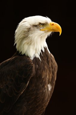 Bald Eagle clipart
