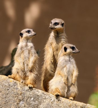 Meerkats clipart