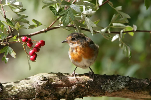 Young Robin — Stock Photo, Image