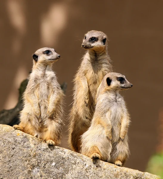 Meerkats — Φωτογραφία Αρχείου