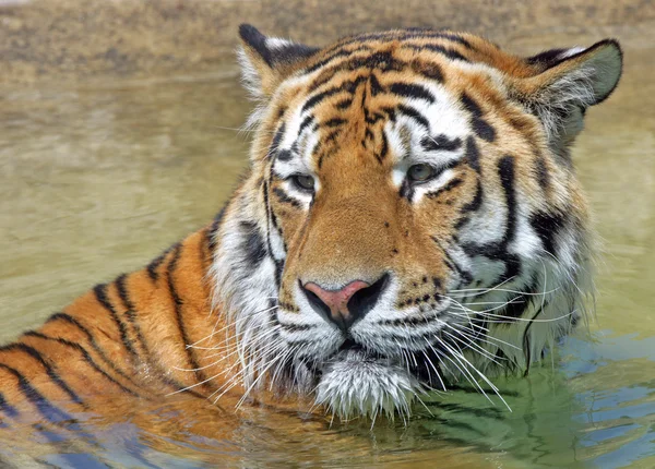 stock image Bengal Tiger