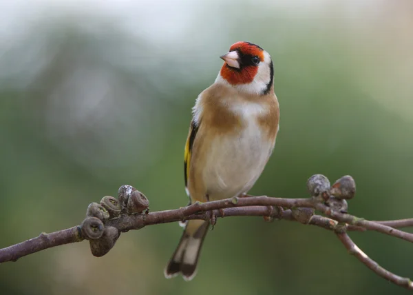 Goldfinch — стокове фото