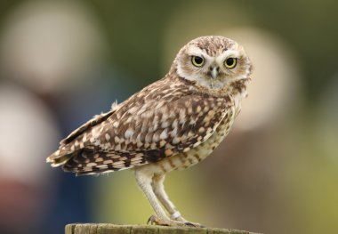 Burrowing Owl clipart