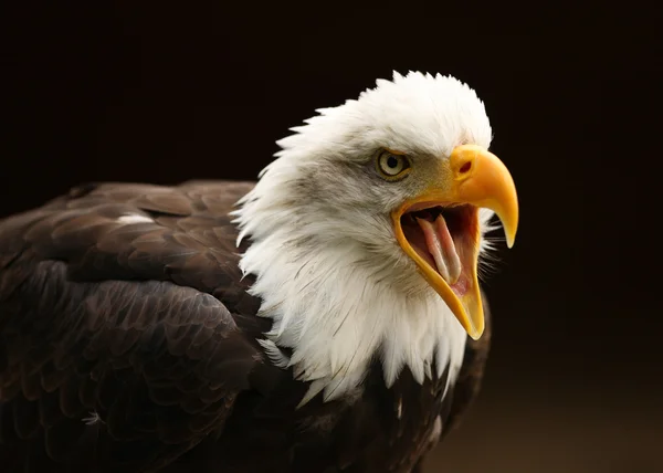 Águila calva — Foto de Stock