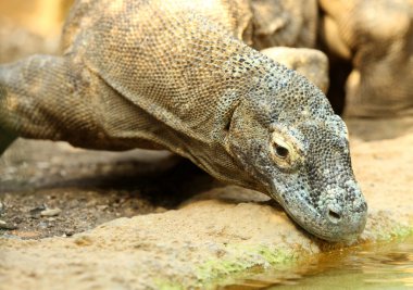 Komodo Ejderi