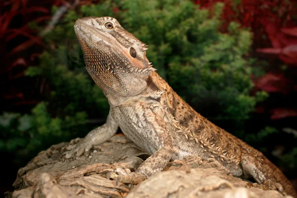 Bearded Dragon